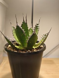 霍利達  龍舌蘭 植物 嚴龍 Agave Plant 塊根 多肉