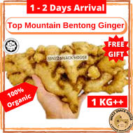 [ FREE 100gr ] 1 KG+ Fresh Bentong Ginger Halia Bentong Organic Vegetable Sayur Seed Benih Powder Te