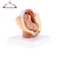 [deevoka] 9th Month Fetus/Foetus   Models Human Fetal Development Model Lab Supplies Educative