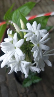 MDC-Climbing jasmine fragrant / Anak Pokok Melur Memanjat bunga wangi putih garden tanaman