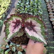 BARU tanaman begonia pelangi/begonia rex caracas