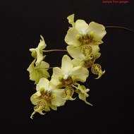 [ Species ] Phalaenopsis stuartiana var. nobilis - Orchid Seedling 3694