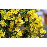 Carolina jasmine - bunga wangi kegemaran kelulut - anak pokok - real plant