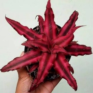 Tanaman kriptantus cryptanthus merah