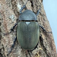 [甲蟲部落]亞特拉斯南洋大兜蟲CAH母成蟲