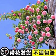 Linelegant Pink Pierre De Ronsard Rose Climbing Vine China Rose Seedling Pot Four Seasons Fragrant Rose Flower Plant Gar