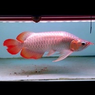 arwana super red semi king 40cm 