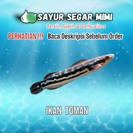 Ikan Toman - Sayur Segar Mimi Palembang