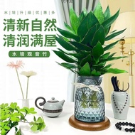 Guanyin Bamboo Fugui Bamboo Indoor Green Plant Living Room Bedroom Potted Plant Dehydroponics Office