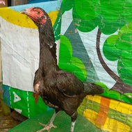 Betina ayam adu bangkok pakhoy siap telur biang babon ayam pakhoy materi ayam ternak 1x pro