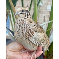 BURUNG PUYUH ALBINO HIDUP MURAH