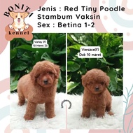 Fawn Silver Toy Tiny Tea Cup Poodle Stambum Apricot Poodle Anjing Poodle Apricot