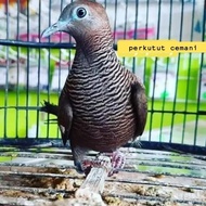 Burung Perkutut Cemani Pilihan