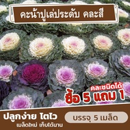 เมล็ดคะน้าปูเล่ คะน้าประดับ คละสี แบ่งขาย 5 เมล็ด (ซื้อ 5 แถม 1)✨ คละชนิดได้