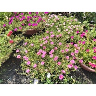 5 Keratan Bunga Ros Jepun Jenis Tiara/Pokok Bunga Pukul 10/ Japanese Rose/ Rose Jepun