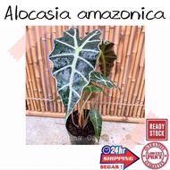 (GG real plant) alocasia amazonica ^ keladi anak pokok hidup hiasan rumah live indoor house plant tumbuhan daun kebun