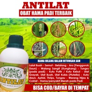 ANTILAT - OBAT HAMA PADI SAWAH Paling Ampuh - Obat Semprot Hama Tanaman Padi Terbaik - Insektisida Pembasmi Wereng pada Tanaman Padi Racun Hama Padi Obat Hama Ulat Daun Padi Obat Merah Padi Obat Belalang padi dan Semua Hama Padi