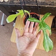 Philodendron Florida Beauty Varigated