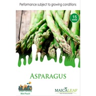 Asparagus Seeds/ Asparagus Maica Leaf Seeds Contain 15 Seeds