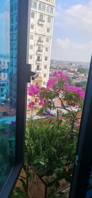 Violin Bac Ninh Hotel