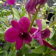 Dendrobium Orchid Violet Pink Potted Flower Plant - Fresh Gardening Indoor Plant Outdoor Plants for Home Garden