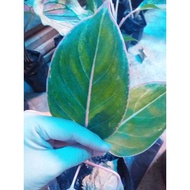 ✘┋∈Aglaonema Pink Lipstick Actual Photo