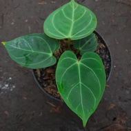 anthurium regale greg