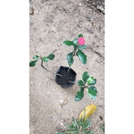 Euphorbia geroldii pokok hidup