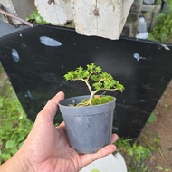 bonsai stock bebuas premna sancang 寿娘子 for  beginner3