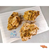 【Ready Stock】 Alveolate Rock 4" - 7" for Aquarium Decoration / Aquascaping 1kg