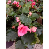Begonia Rose Plant / Anak Pokok Bunga Begonia ( Live Plant)[Red or Pink Color]