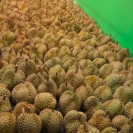 Duren Montong / Durian Monthong Palu Fresh Buah utuh 3kg-4.5kg