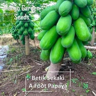 Benih Betik Sekaki - 20 Biji *Tanam Pasu* One Foot Papaya Pot Friendly - Mango Garden Seeds