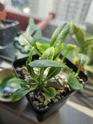 惠比須笑 多肉植物 園藝 盆栽 盆景 仙人掌