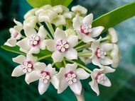 Hoya Australis 澳洲毬蘭