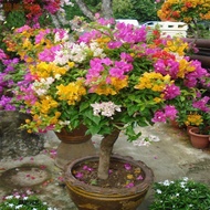 [Easy To Grow] Bonsai Seeds 100pcs Mixed Color Bougainvillea Seeds High Quality Seedings Fast Germin
