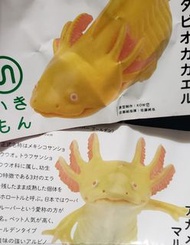 可愛橙色蠑螈 Axolotl 六角恐龍 扭蛋 鎖匙扣 攝石