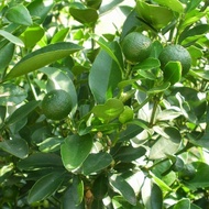 ANAK POKOK LIMAU KASTURI / CALAMANSI
