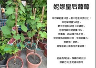 心栽花坊-妮娜皇后葡萄/7吋/超商最多一盆會裁切/阡插苗/葡萄品種/水果苗/售價1000特價800