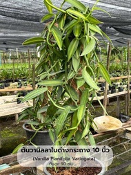 ต้นวานิลลาใบด่าง กระถาง 10 นิ้ว (Variegated Vanilla Planifolia Orchid Plant) มี 2 ต้น ใน 1 กระถาง สูง 90  ซม. ความยาวเถา 100 ซม./ต้น (จำกัด 1 กระถางต่อ 1 คำสั่งซื้อ)