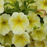 100 เมล็ด พิทูเนีย (Petunia) พีทูเนียจะบานดอกภายใน 32-45 วัน แถมคู่มือปลูก สายพันธุ์ Surfinia Patio Yellow ดอกสีเหลือง