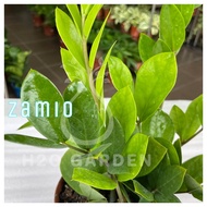H2O - Zamio / 金钱树 / ZZ Plant / Indoor Plant / Live Plant