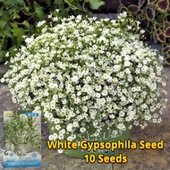 เมล็ดพันธุ์ ยิปโซฟิล่า สีขาว บรรจุ 10 เมล็ด White Gypsophila Plant Seeds Babys Breath Flower Seed เมล็ดยิปโซฟิล่า พันธุ์ดอกไม้ เมล็ดดอกไม้ ดอกไม้จริง ต้นไม้มงคล บอนสี เมล็ดบอนสี บอนไซ ต้นไม้ ไม้ประดับมงคล ต้นบอนไซ ดอกไม้ปลูกสวยๆ ของแต่งสวน ปลูกง่าย โตไว