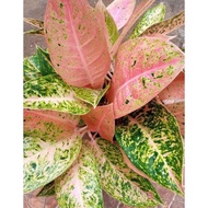 Aglaonema Big Roy