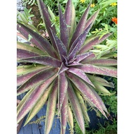 Airplant irene booking