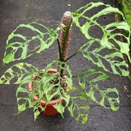 monstera obliqua