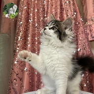 kucing Maine Coon betina cantik lucu