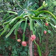 BAJA paksa buah besar dan manis  / baja pelbagai pokok buah serta pokok durian pek bajet permulaan