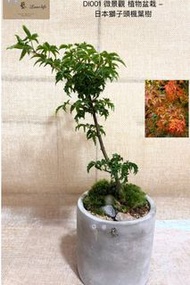 🍃DI001 微景觀 植物盆栽 - 日本貴品獅子頭楓葉樹 （連盆）