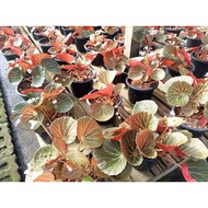 Begonia chloroneuraa Plant